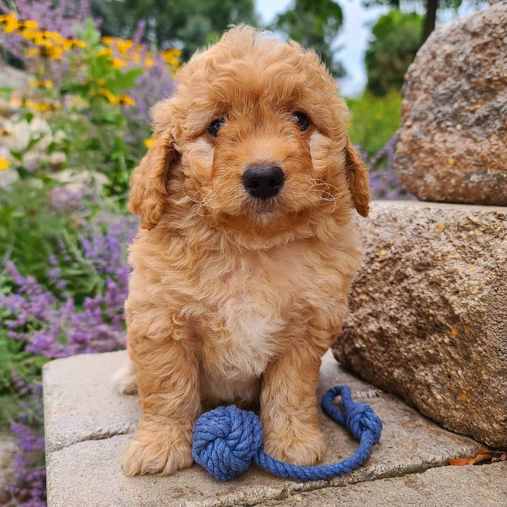 Dog Toy Rope Ball Tug-War | RexiPets, Large / Orange