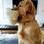smart pet love golden snuggle puppy
